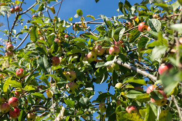 a ripe apple harvest on an apple tree in sunny summer weather