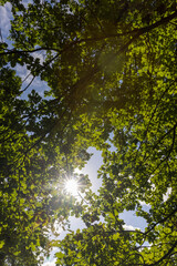 a park with lots of maple trees with green foliage in late summer
