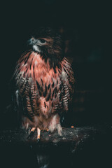 Majestic hawk in flight and perched: stunning wildlife stock photos showcasing sharp gaze, detailed feathers, and powerful presence in natural habitats for birdwatching and nature enthusiasts, animal
