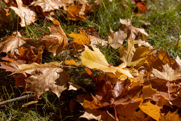 fallen yellowed maple leaves , sunny weather in the park