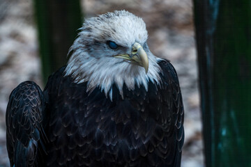 American Eagle, Bald Eagle, American Eagle, Injured Bird, Vet, Nature, Majestic Bird, Large bird, White bird