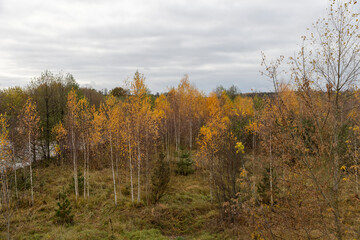 hilly area with birch trees and other trees with yellow and orange foliage