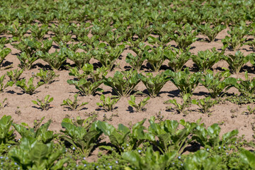 green sugar beet foliage in the field