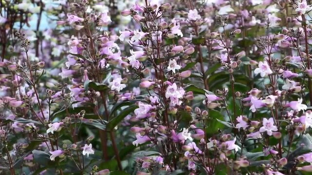 Penstemon digitalis 'Husker Red' in full bloom swaying in wind.