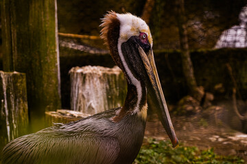 Pelican, Brown Pelican, Brown bird, White bird, white pelican wildlife nature birdwatching