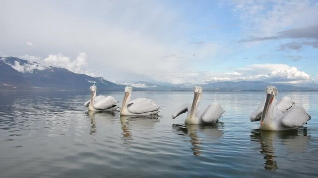 Krauskopfpelikane am Kerkini See 