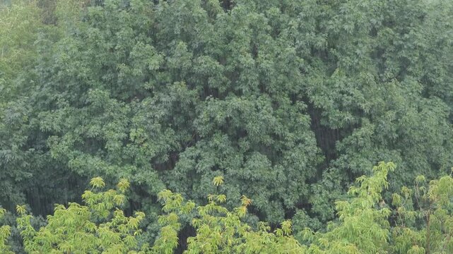 Summer rain against the background of green trees