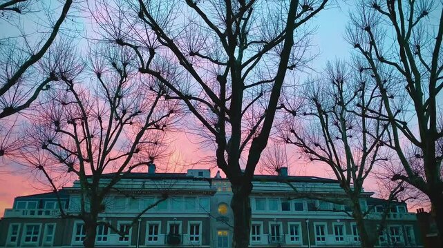 Winter Sunset Over City, Colourful Pink Blue Sky Clouds, Mature Bare Trees, Ladbroke Luxury Houses, Notting Hill Victorian Architecture, Kensington And Chelsea, West London, England, United Kingdom