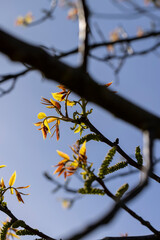 sunny weather in an orchard with walnuts