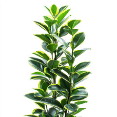 Fototapeta premium Green plant with yellow-edged leaves, creating a vibrant and fresh botanical display against a stark white background.