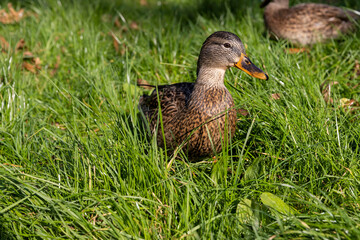 wild ducks walking on the green grass in the summer season