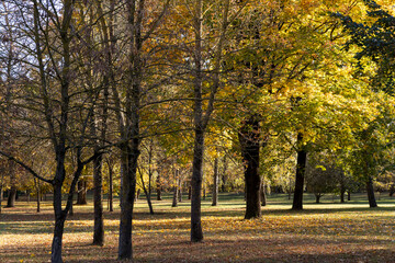 landscape in the park with yellowing maple foliage in sunny weather