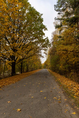 Obraz premium an asphalt road on the side of which a large number of maple trees grow in the autumn season