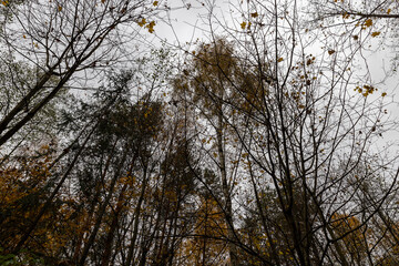 the last foliage on trees in a mixed forest in the autumn season