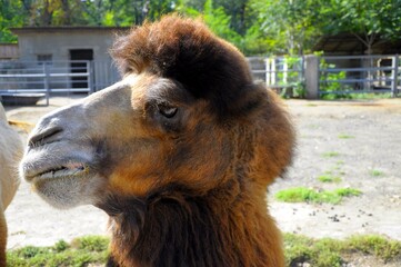 A camel with a brown mane and a white nose