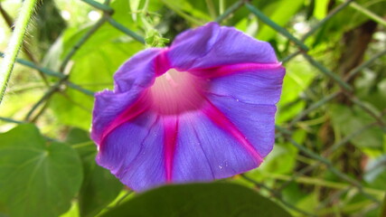 A purple flower with a pink center is in the foreground of a green background