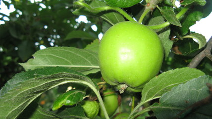 A green apple is hanging from a tree