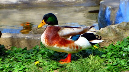 A duck is standing in a pond with green grass