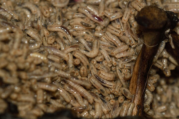 Close-up of fly larvae devouring a dead animal