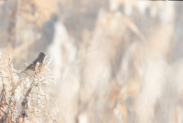 枯草の茎にとまるベニマシコ