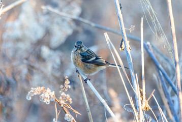 枯草の茎にとまるベニマシコ