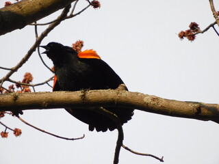 Red-winged blackbird
