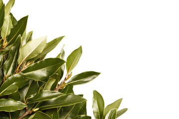 Obraz premium Nature's bright still life tropical green leaves isolated on transparent background