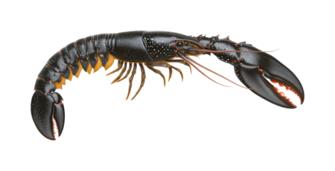 Lobster adventure catching seafood at marine coast isolated on transparent background
