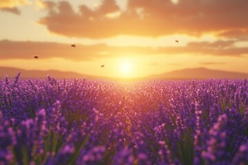 Fototapeta premium Lavender field at sunset with a colorful sky