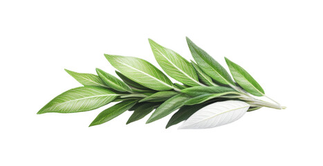 Fresh green leaves nature botanical view isolated on transparent background