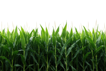 Harvesting green corn field agriculture nature outdoors isolated on transparent background