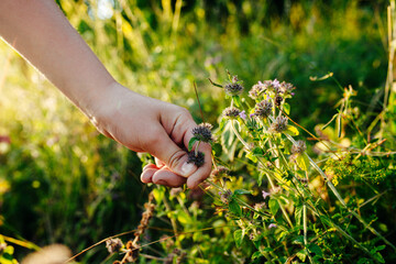 Wild Satureja hortensis in Its Natural Habitat