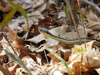 garter snake