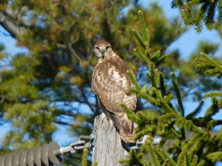 red tailed hawk