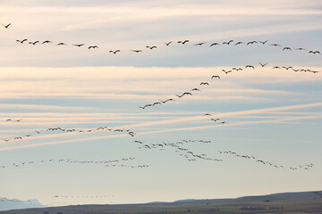 Fototapeta premium Cranes birds (Grullas) flying in group close to fields in Gallocanta, Spain