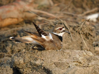 Killdeer display