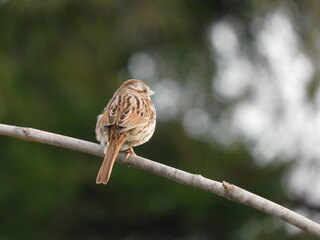 Song sparrow