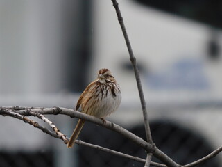 Song Sparrow