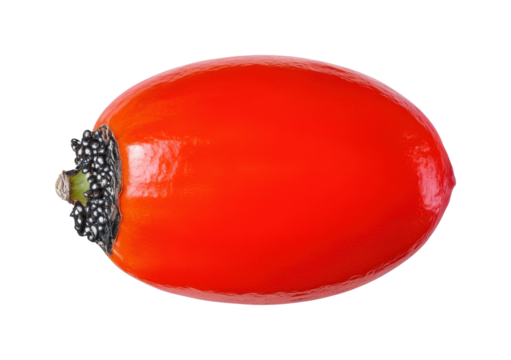 Harvesting red palm seeds in tropical climates nature isolated on transparent background