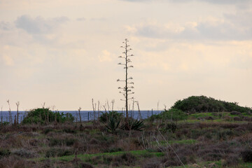 Agave Flowering in Coastal Landscape of Paphos, Cyprus, 20.11.2024