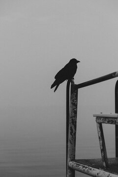 Silhouetted Crow in Wildfire Smoke