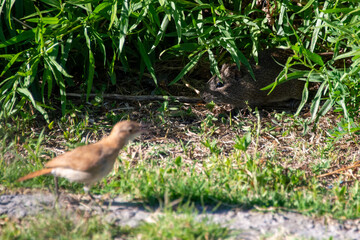Brazilian guinea pig (Cavia aperea) meets a rufous hornero (Furnarius rufus), reserva ecologica costanera norte, Buenos Aires, Argentina
