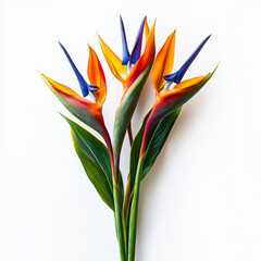 Three vibrant bird of paradise flowers stand tall against a clean white background, showcasing their striking orange, yellow, and blue hues.