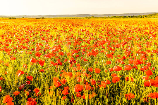 Champs de coquelicots , Provence, France