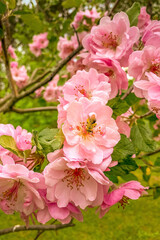 pink cherry blossom