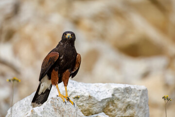 Hawk at sunset. Harris's hawk, Parabuteo unicinctus, perched on rock in semi-desert. Bird of prey hunting in wild nature. Beautiful raptor known as dusky or wolf hawk. Hunts cooperatively in group.