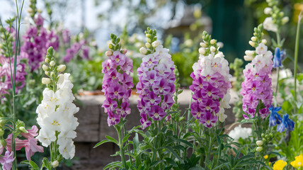 Obraz premium Snapdragon flowers in a sunny garden corner.