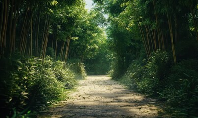 Obraz premium Forest path lined with vibrant green bamboo stalks reaching skyward, creating a peaceful and immersive nature scene