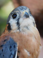 American kestrel 