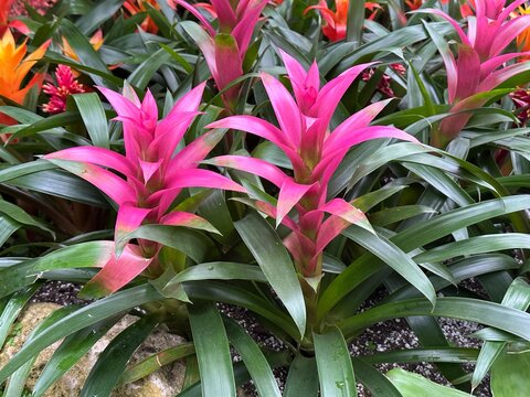 Pink bromeliad flowers in tropical garden setting